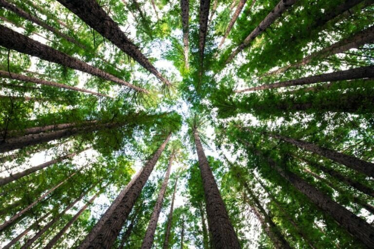The Role Of An Executor In Ontario